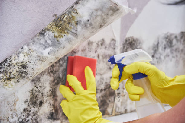 Why You Should Choose Our Mold Remediation Services in Slater, IA